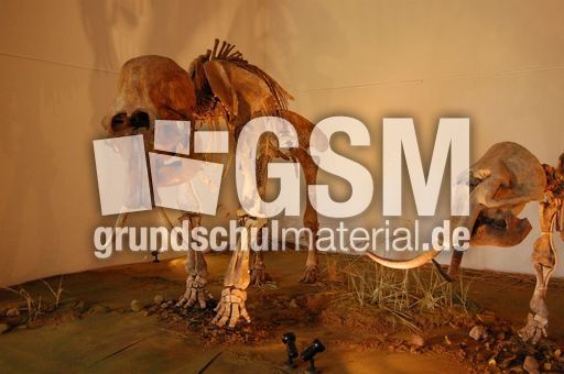 Mammut-Kuh-mit-Kalb.JPG